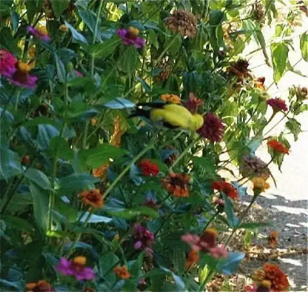 SONGBIRD WILDFLOWERS, Seeds Mix - Caribbean garden seed