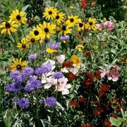 SONGBIRD WILDFLOWERS, Seeds Mix - Caribbean garden seed