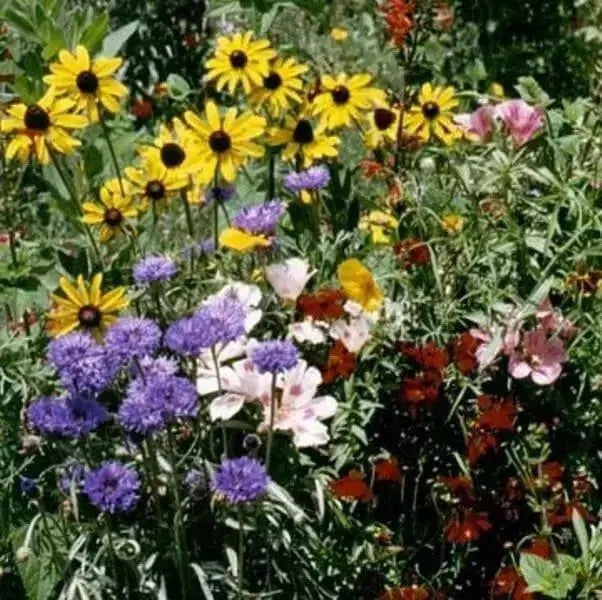 SONGBIRD WILDFLOWERS, Seeds Mix - Caribbean garden seed