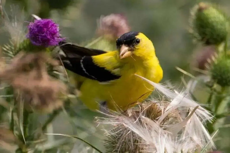 SONGBIRD WILDFLOWERS, Seeds Mix - Caribbean garden seed
