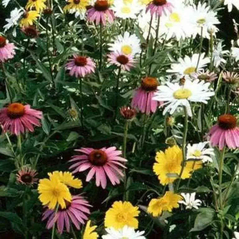 SONGBIRD WILDFLOWERS, Seeds Mix - Caribbean garden seed