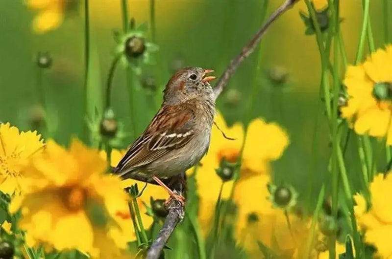 SONGBIRD WILDFLOWERS, Seeds Mix - Caribbean garden seed