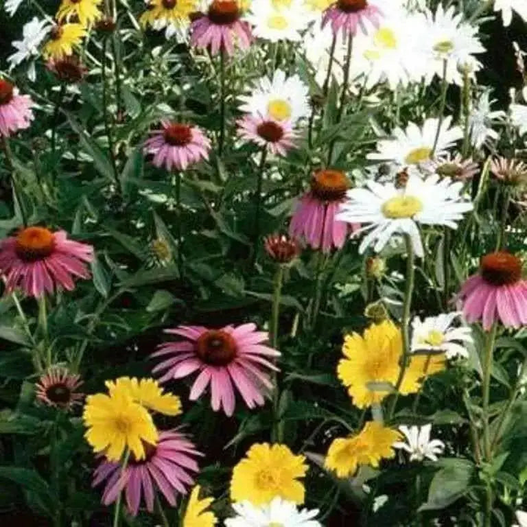 SONGBIRD WILDFLOWERS, Seeds Mix - Caribbean garden seed