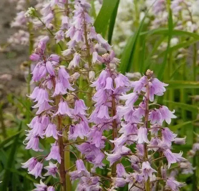 Spanish Bluebells ,Pink (BULBS) - Caribbean garden seed