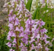 Spanish Bluebells ,Pink (BULBS) - Caribbean garden seed