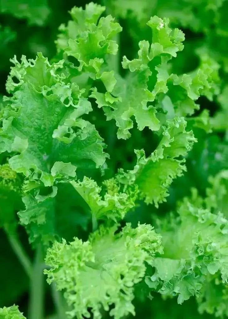 Southern Giant Curled" Mustard Seeds "winter hardy Vegetable ! - Caribbean garden seed