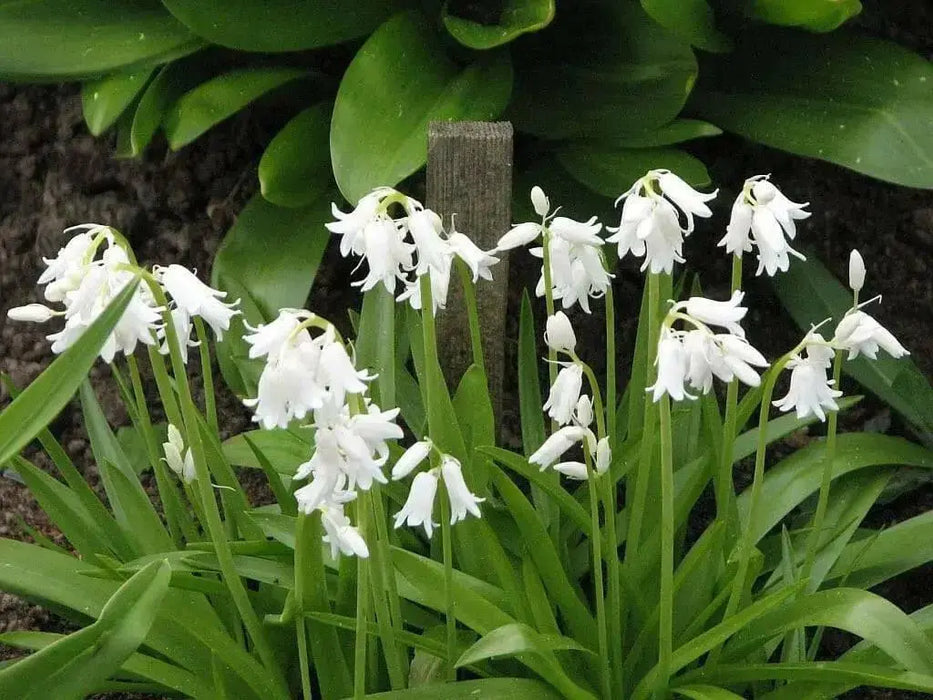 Spanish Bluebells WHITE (BULBS) - Caribbean garden seed