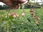 SPANISH PEANUT Seeds .(In shell) Untreated Seeds ,Heirloom Organically Grown - Caribbean garden seed