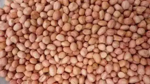 SPANISH PEANUT Seeds .(In shell) Untreated Seeds ,Heirloom Organically Grown - Caribbean garden seed