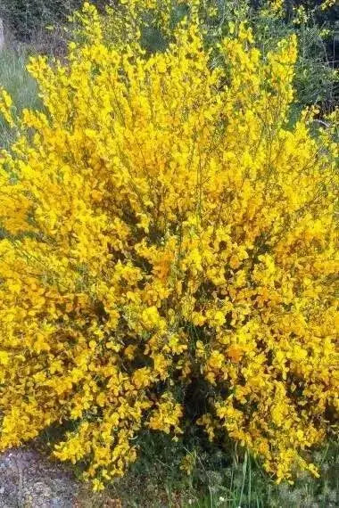 SPANISH BROOM SEEDS, Perennial Shrub - Caribbean garden seed