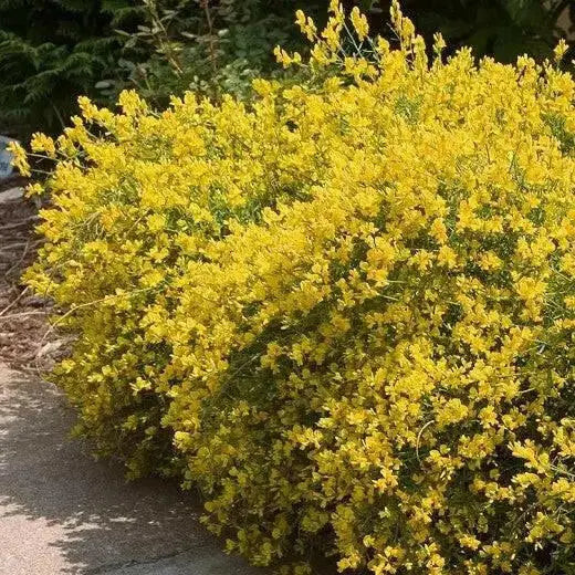 SPANISH BROOM SEEDS, Perennial Shrub - Caribbean garden seed