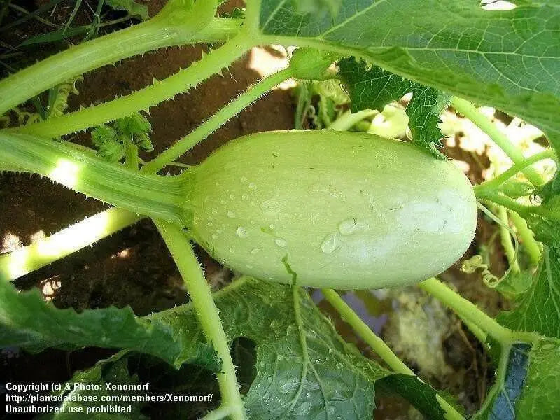 Spaghetti  Squash, Seeds, ASIAN VEGETABLES, WINTER SQUASH - Caribbean garden seed