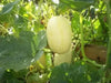 Spaghetti  Squash, Seeds, ASIAN VEGETABLES, WINTER SQUASH - Caribbean garden seed