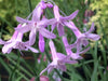 Society Garlic Seeds - Tulbaghia Violacea - both ornamental and kitchen Herb - Caribbean garden seed