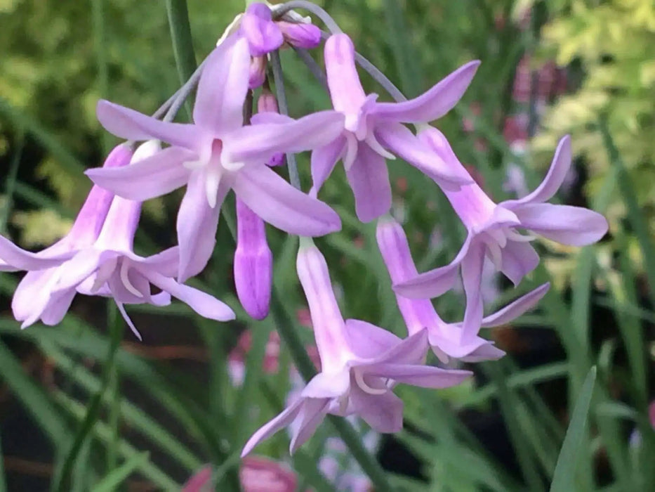 Society Garlic Seeds - Tulbaghia Violacea - both ornamental and kitchen Herb - Caribbean garden seed