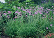 Society Garlic Seeds - Tulbaghia Violacea - both ornamental and kitchen Herb - Caribbean garden seed