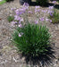 Society Garlic Seeds - Tulbaghia Violacea - both ornamental and kitchen Herb - Caribbean garden seed