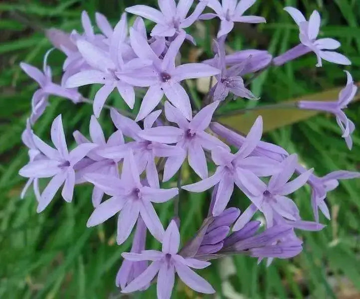 Society Garlic Seeds - Tulbaghia Violacea - both ornamental and kitchen Herb - Caribbean garden seed
