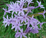 Society Garlic Seeds - Tulbaghia Violacea - both ornamental and kitchen Herb - Caribbean garden seed