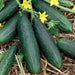 Spacemaster Cucumber SEEDS, ANNUAL VEGETABLE - Caribbean garden seed