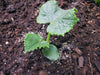 Spacemaster Cucumber SEEDS, ANNUAL VEGETABLE - Caribbean garden seed