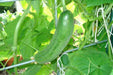 Spacemaster Cucumber SEEDS, ANNUAL VEGETABLE - Caribbean garden seed