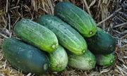Spacemaster Cucumber SEEDS, ANNUAL VEGETABLE - Caribbean garden seed