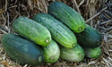 Spacemaster Cucumber SEEDS, ANNUAL VEGETABLE - Caribbean garden seed
