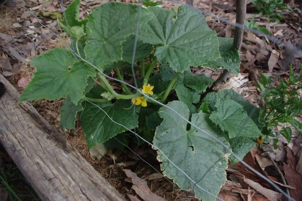 Spacemaster Cucumber SEEDS, ANNUAL VEGETABLE - Caribbean garden seed