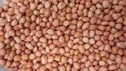 Spanish Peanut Seeds,( Arachis hypogaea) 100 Seeds - Organic Untreated Seeds - Caribbean garden seed
