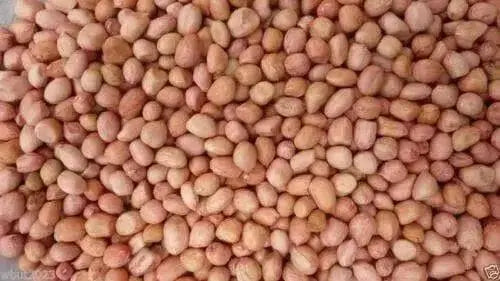 Spanish Peanut Seeds,( Arachis hypogaea) 100 Seeds - Organic Untreated Seeds - Caribbean garden seed