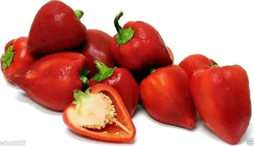 Spanish Piquillo Peppers Seeds, sweet Capsicum annuum - Caribbean garden seed