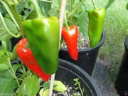 Spanish Piquillo Peppers Seeds, sweet Capsicum annuum - Caribbean garden seed