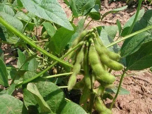 Soybean Seeds ,White Lion, Edamame  Asian VEGETABLE - Caribbean garden seed