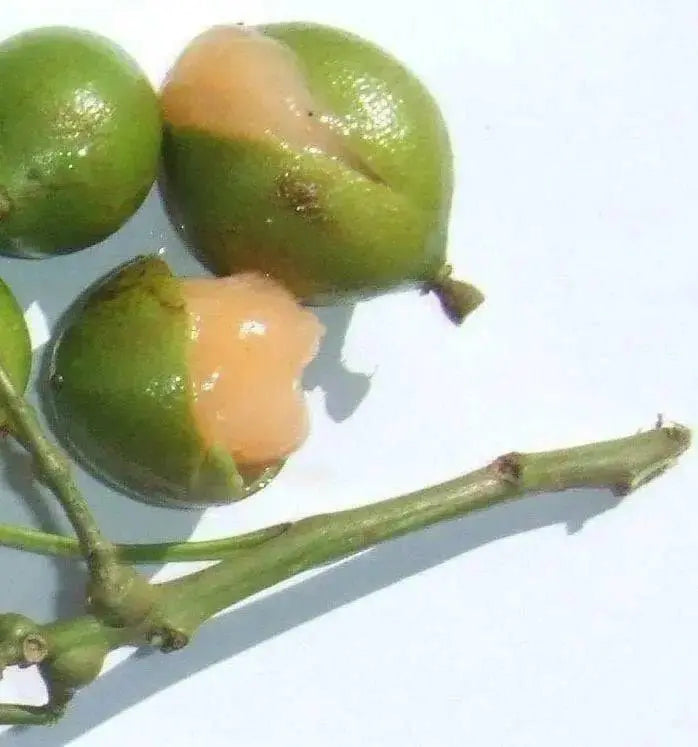 Spanish lime, fruit seed, jamaican guinep - Caribbean garden seed