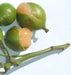 Spanish lime, fruit seed, jamaican guinep - Caribbean garden seed