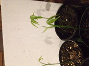 Spanish lime, fruit seed, jamaican guinep - Caribbean garden seed