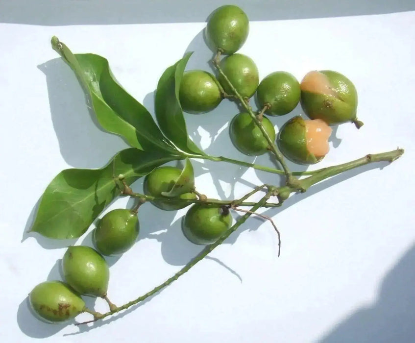 Spanish lime, fruit seed, jamaican guinep CARIBBEAN GARDEN SEED