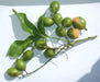 Spanish lime, fruit seed, jamaican guinep CARIBBEAN GARDEN SEED