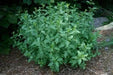 Spearmint Seeds (Mentha Spicata)~500 Seeds, - Caribbean garden seed