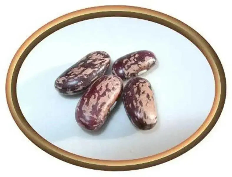 Spanish Tolosana Bean Seeds a.K.a , Prince bean, Phaseolus vulgaris-, Heirloom Red Bush Bean! - Caribbean garden seed
