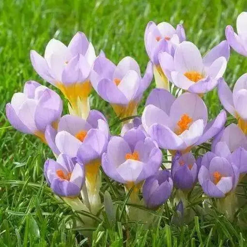 Species Crocus   "Fire Fly" bedding, Rock gardens, borders, - Caribbean garden seed