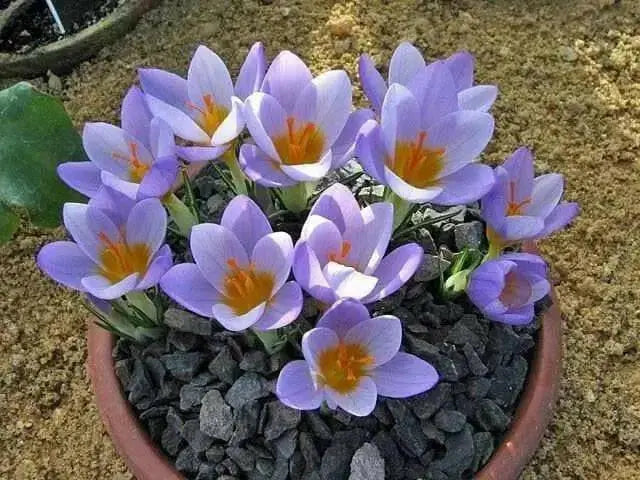 Species Crocus   "Fire Fly" bedding, Rock gardens, borders, - Caribbean garden seed