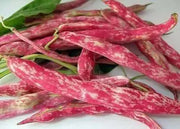 Speckled Cranberry  - Pole Bean - Caribbean garden seed