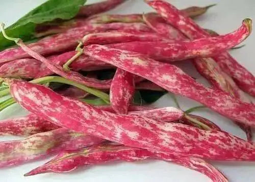 Speckled Cranberry  - Pole Bean - Caribbean garden seed