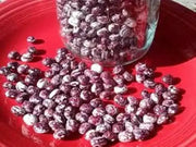 Speckled Cranberry  - Pole Bean - Caribbean garden seed