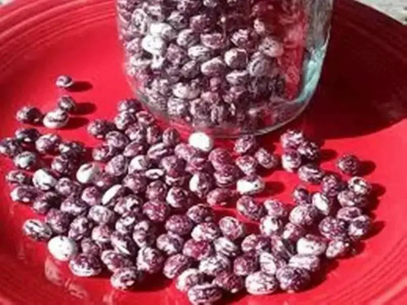 Speckled Cranberry  - Pole Bean - Caribbean garden seed