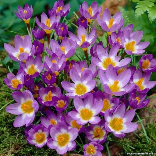 Species Crocus Tricolor, SNOW CROCUS BULBS, bloom spring - Caribbean garden seed