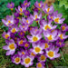 Species Crocus Tricolor, SNOW CROCUS BULBS, bloom spring - Caribbean garden seed