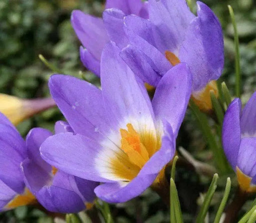 Species Crocus Tricolor, SNOW CROCUS BULBS, bloom spring - Caribbean garden seed